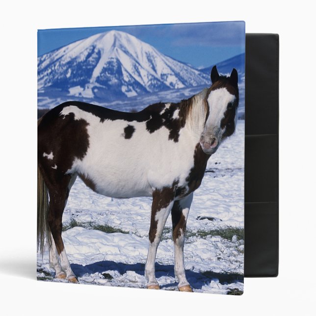 Paint Horse Standing in the Snow 3 Ring Binder (Front/Inside)