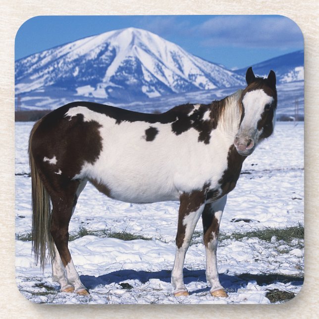 Paint Horse Standing in the Snow Beverage Coaster (Front)