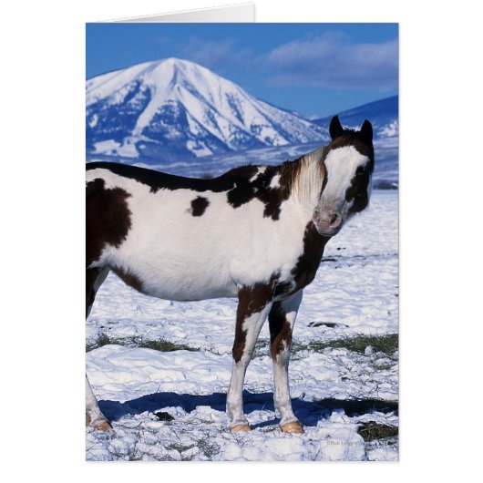 Paint Horse Standing in the Snow Cards (Front)