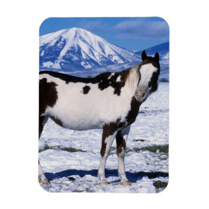 Paint Horse Standing in the Snow Magnet