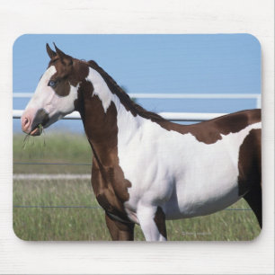 Paint Horse Standing Mouse Pad