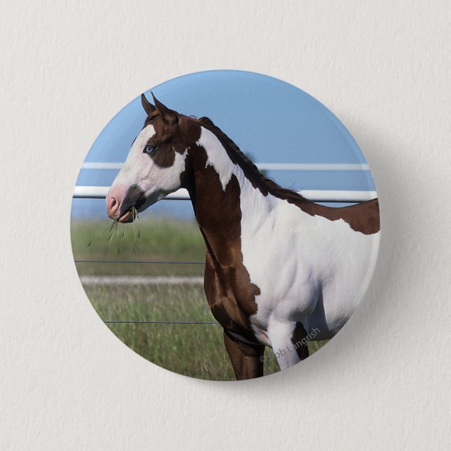 Paint Horse Standing Pinback Button (Front)