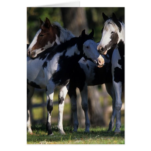 Paint Horses Cards (Front)