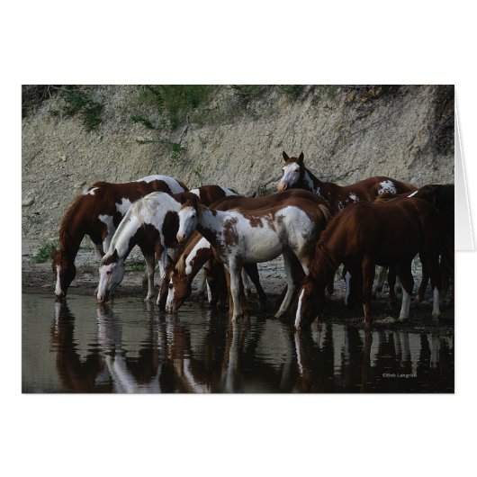 Paint Horses Drinking Cards (Front Horizontal)