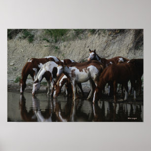 Paint Horses Drinking Poster