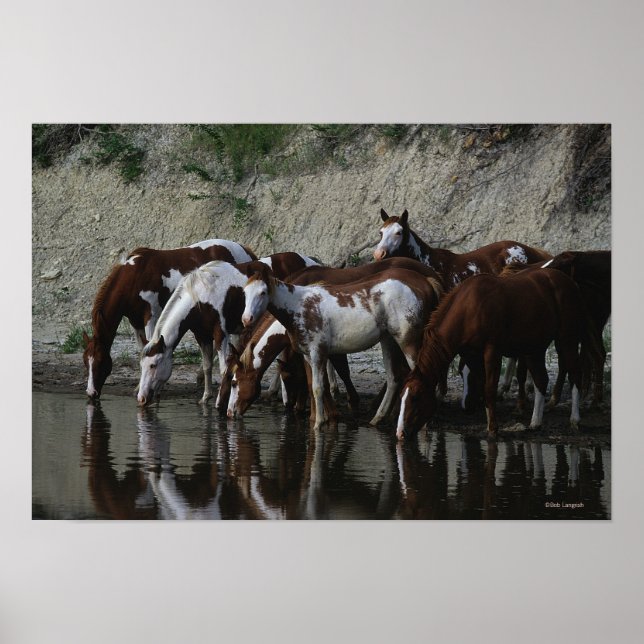Paint Horses Drinking Poster (Front)