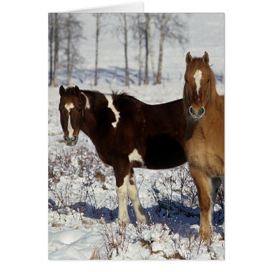 Paint Horses in the Snow Cards (Front)