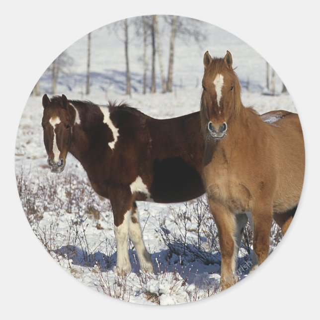 Paint Horses in the Snow Classic Round Sticker (Front)