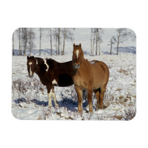 Paint Horses in the Snow Magnet