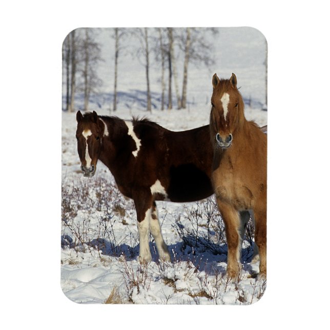 Paint Horses in the Snow Magnet (Vertical)
