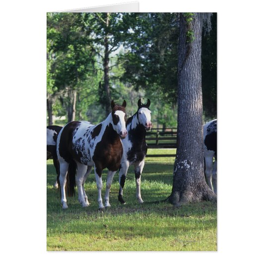 Paint Horses in the Trees Cards (Front)