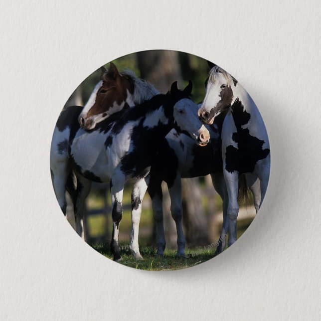 Paint Horses Pinback Button (Front)