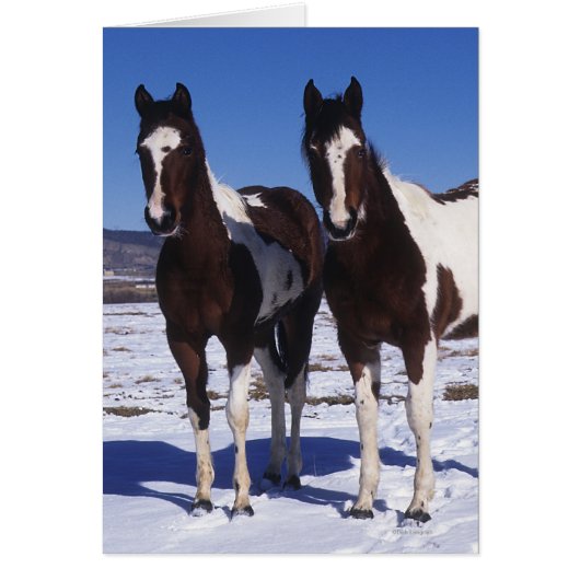 Paint Horses Standing in the Snow Cards (Front)