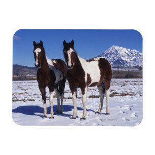 Paint Horses Standing in the Snow Magnet