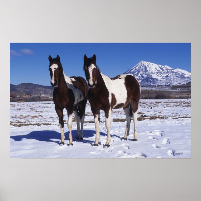 Paint Horses Standing in the Snow Poster (Front)