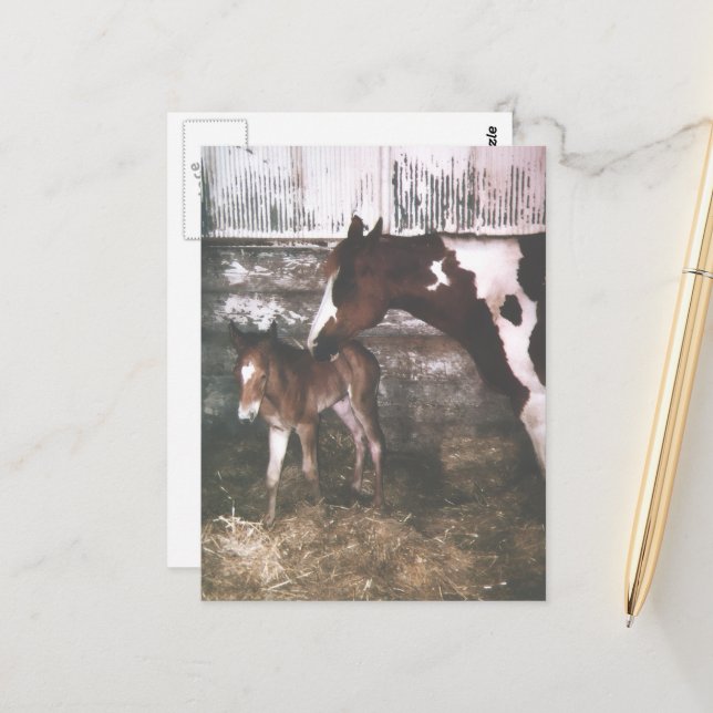 Paint Mare and Newborn Foal Postcard (Front/Back In Situ)