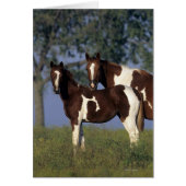 Paint Mare & Foal (Front)