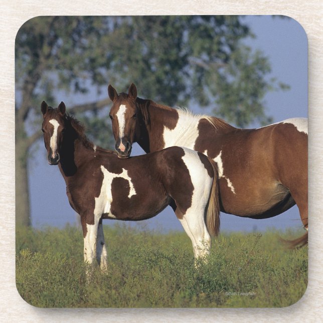 Paint Mare & Foal Beverage Coaster (Front)