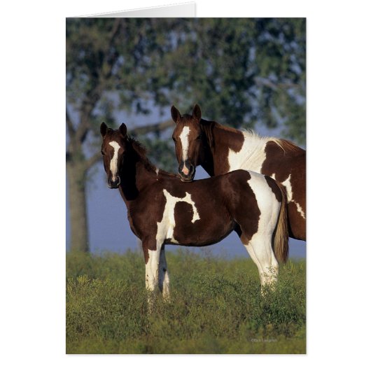 Paint Mare & Foal Cards (Front)
