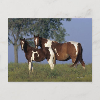 Paint Mare & Foal Postcard