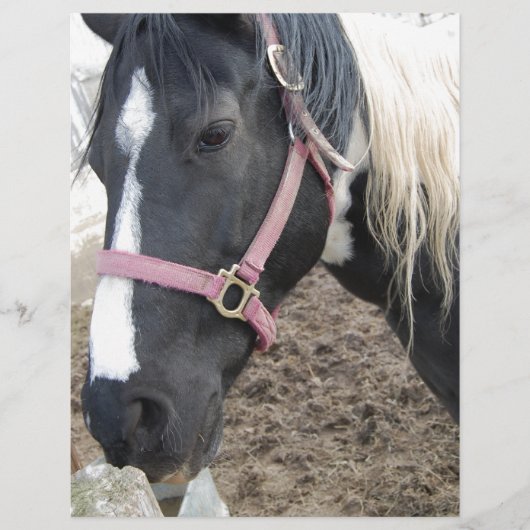 Paint Pinto Horse (Front)