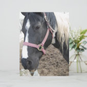 Paint Pinto Horse (Standing Front)