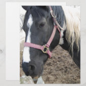 Paint Pinto Horse (Front/Back)