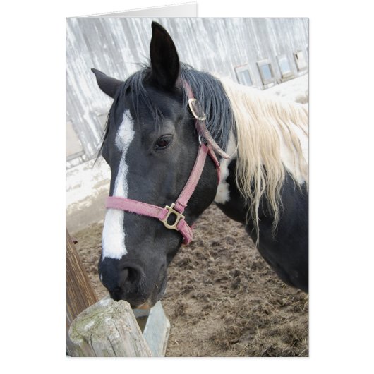 Paint Pinto Horse Cards (Front)