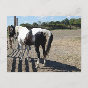 Paint/Pinto Horse Postcard