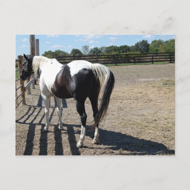 Paint/Pinto Horse Postcard (Front)
