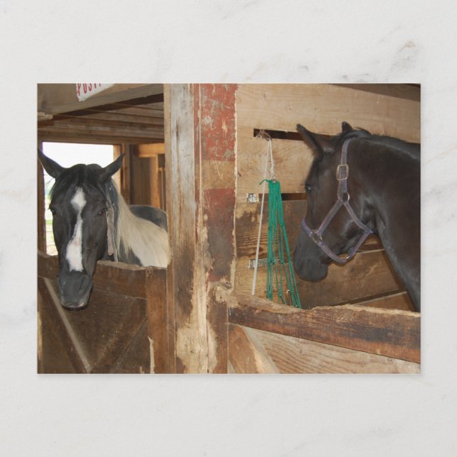 Paint/Pinto Horse Postcard (Front)