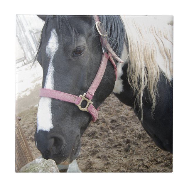 Paint Pinto Horse Tile (Front)