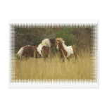 Paint Ponies in Field Postcard