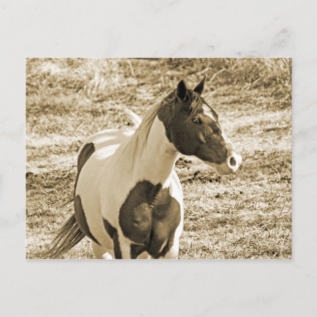 Paint Pony Postcard (Front)