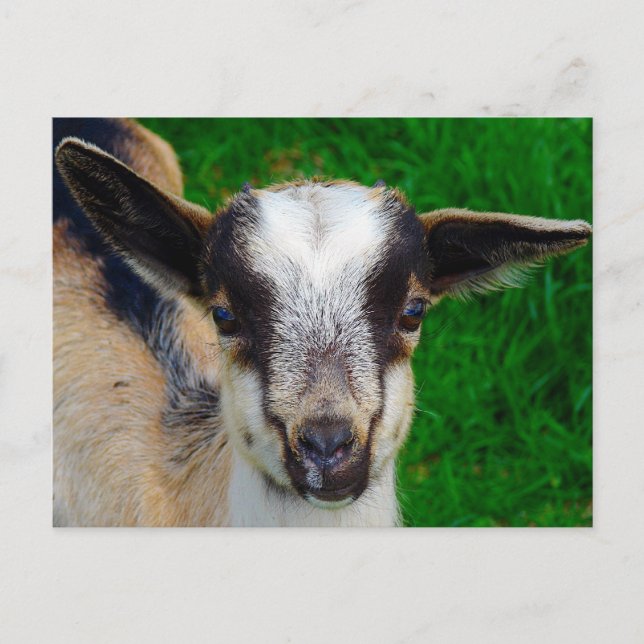 Paint Postcard (Front)