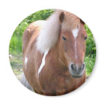 Paint Quarterhorse Magnet