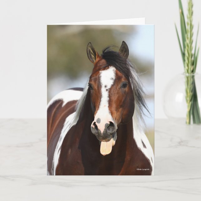 Paint Stallion with Tongue Out Headshot Card (Front)