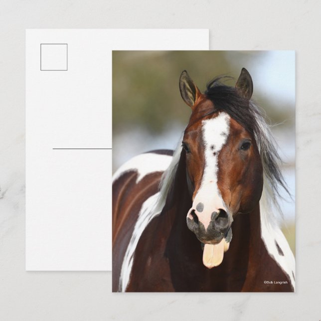 Paint Stallion with Tongue Out Headshot Postcard (Front/Back)