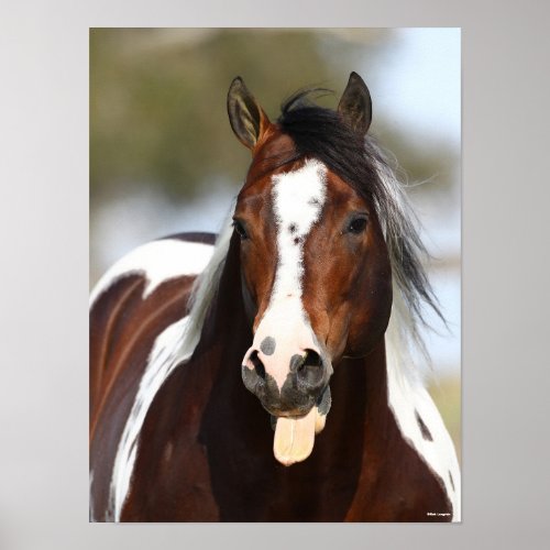 Paint Stallion with Tongue Out Headshot Poster