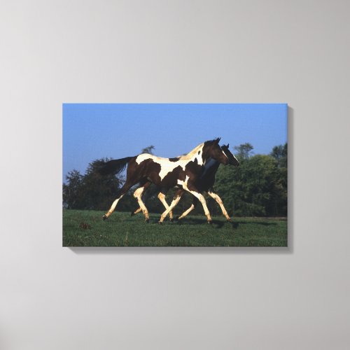 Paint Yearlings Running Canvas Print