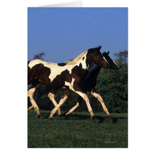 Paint Yearlings Running Cards (Front)