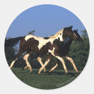 Paint Yearlings Running Classic Round Sticker