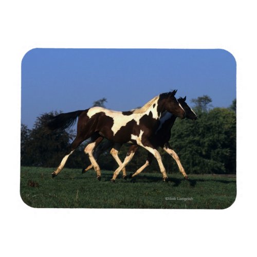 Paint Yearlings Running Magnet