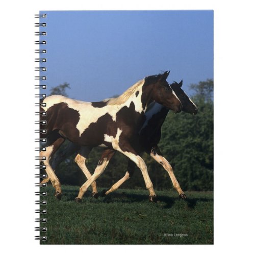 Paint Yearlings Running Notebook