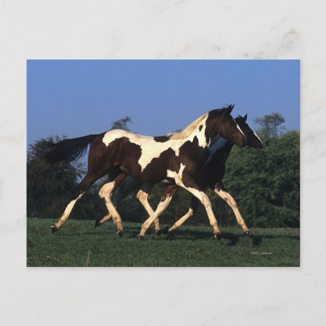 Paint Yearlings Running Postcard (Front)