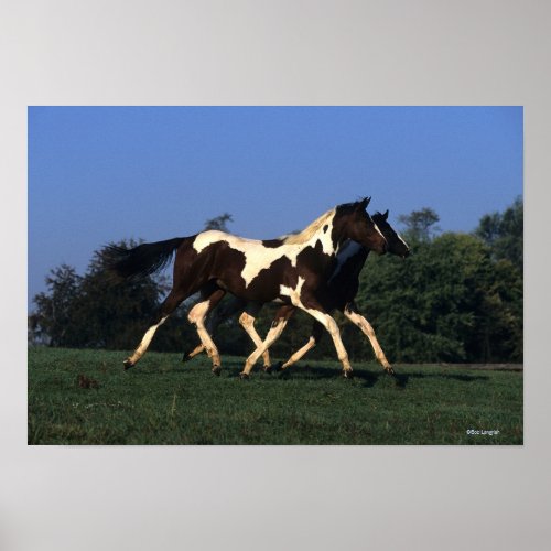 Paint Yearlings Running Poster