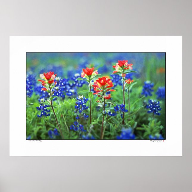 Paintbrush and Bluebonnets - Texas Poster (Front)