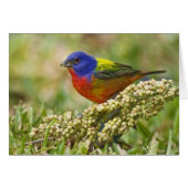 Painted Bunting (Front Horizontal)