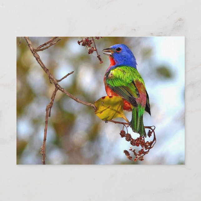 Painted Bunting, beautiful colorful bird Postcard (Front)