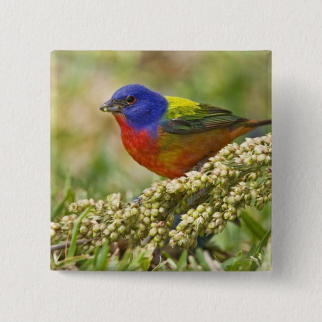 Painted Bunting Button (Front)